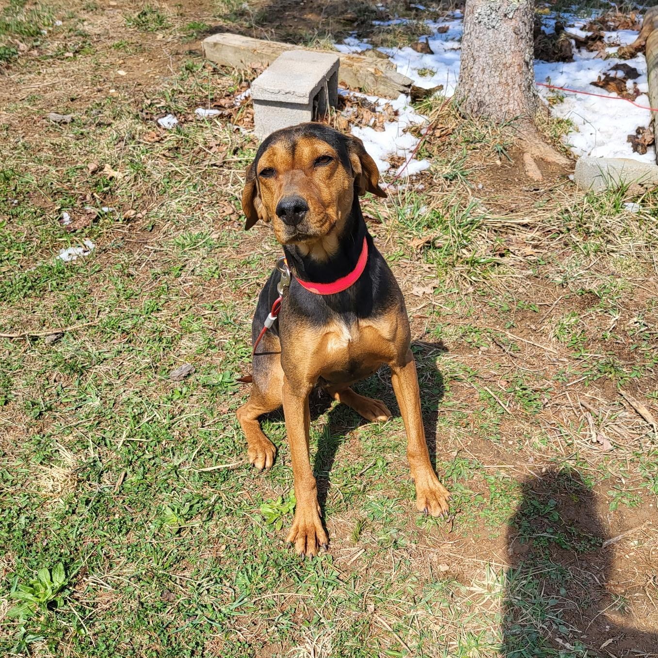 Enlarge Fanny Mae **Community Post**, a ADOPTABLE mixed breed in Floyd, VA image 2/5