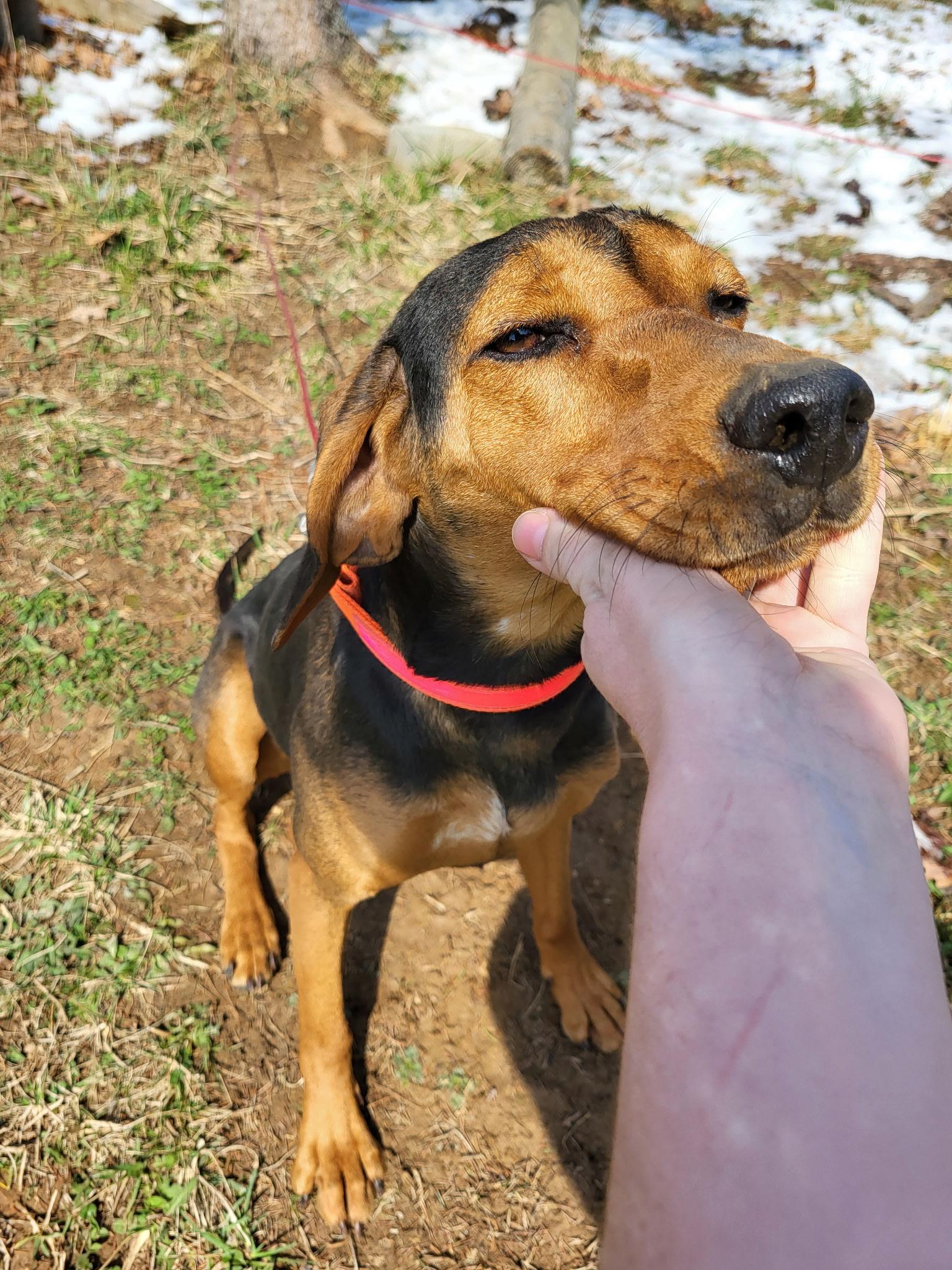 Enlarge Fanny Mae **Community Post**, a ADOPTABLE mixed breed in Floyd, VA image 4/5