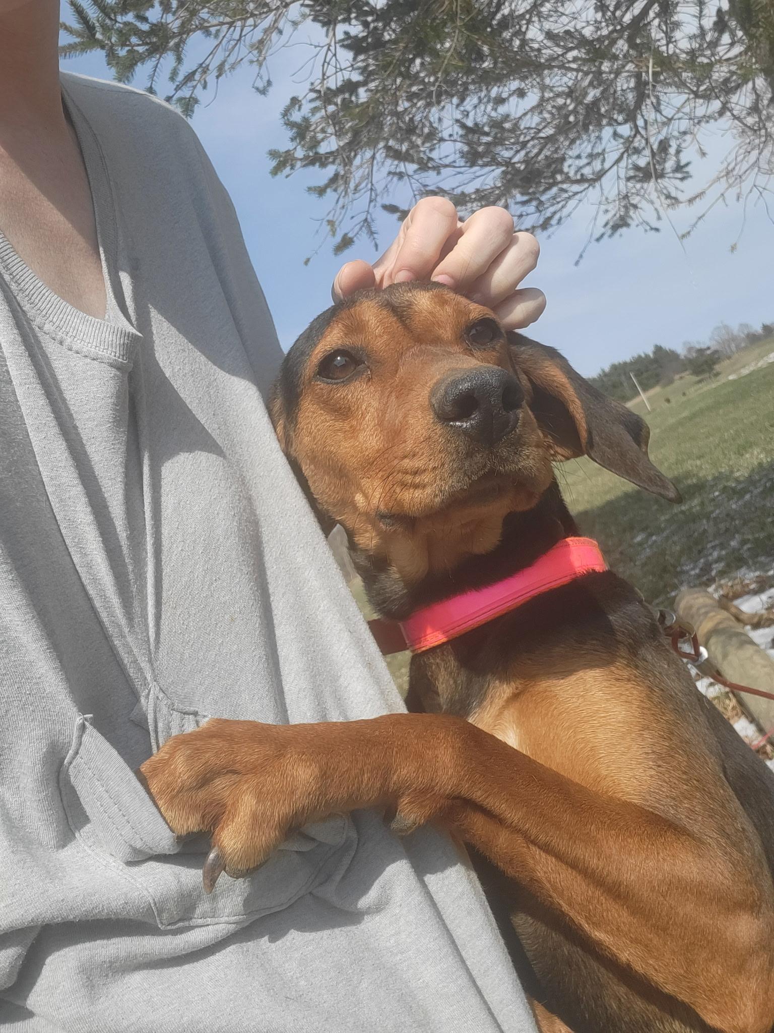 Enlarge Fanny Mae **Community Post**, a ADOPTABLE mixed breed in Floyd, VA image 1/5