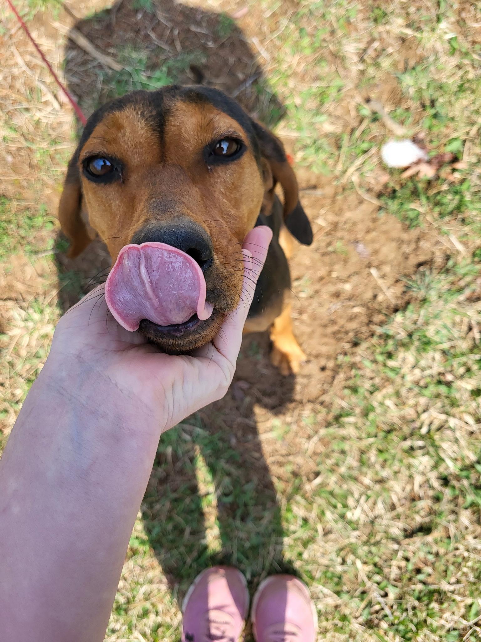 Enlarge Fanny Mae **Community Post**, a ADOPTABLE mixed breed in Floyd, VA image 3/5