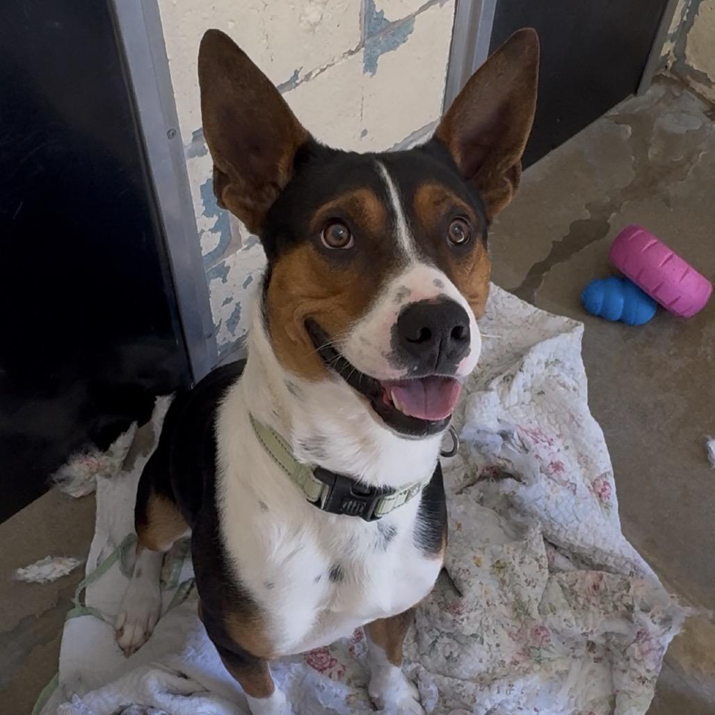 Sir Grumpsalot K22, Adoptable, Young Male Mixed Breed.