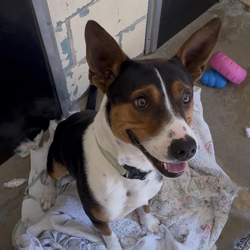 Enlarge Sir Grumpsalot K22, a Adoptable Mixed Breed in Union, MO image 2/4