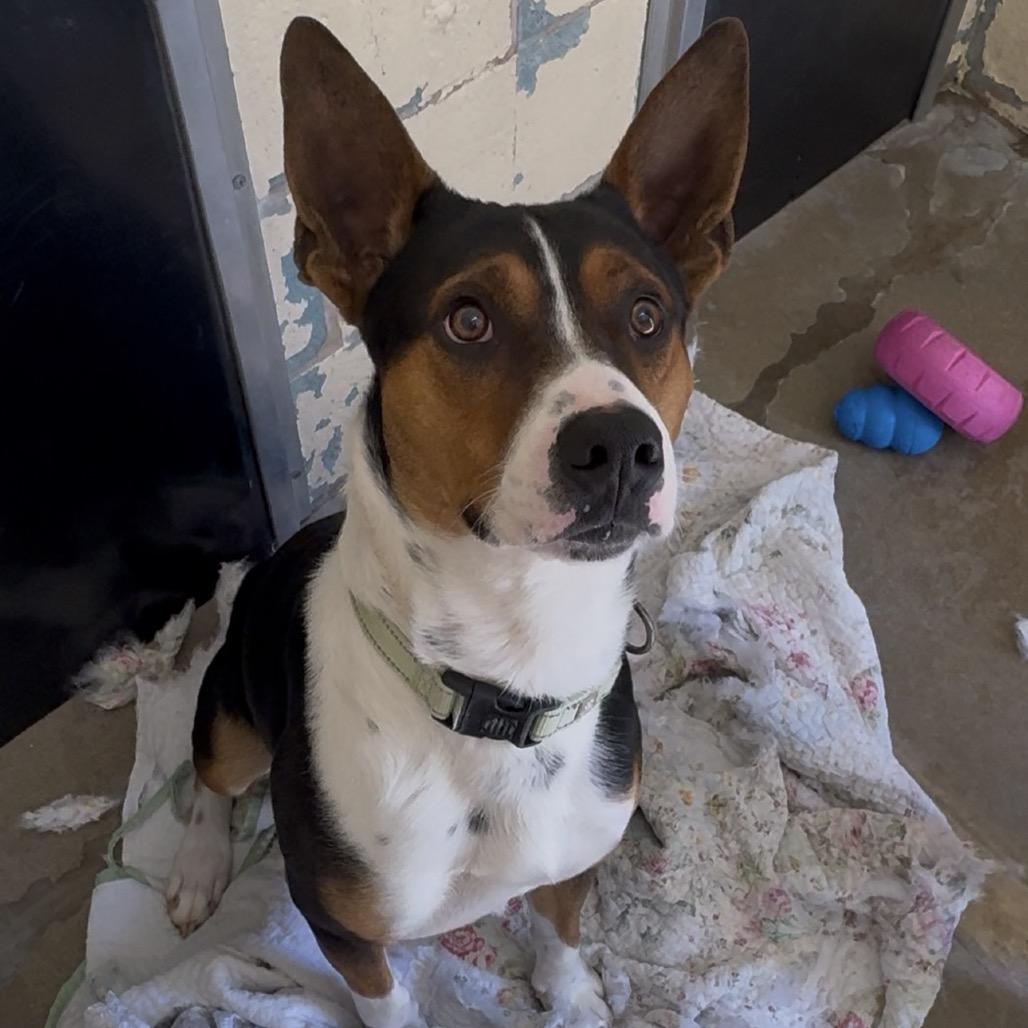 Enlarge Sir Grumpsalot K22, a Adoptable Mixed Breed in Union, MO image 3/4