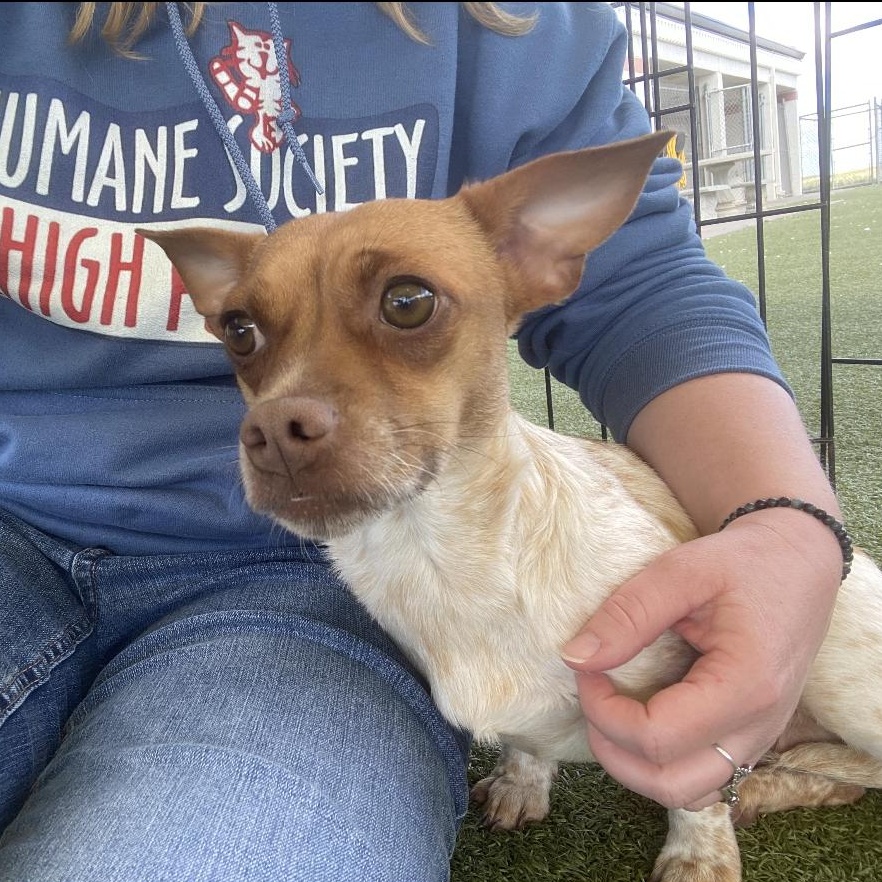 Enlarge Angel, an adoptable mixed breed in Hays, KS image 1/2