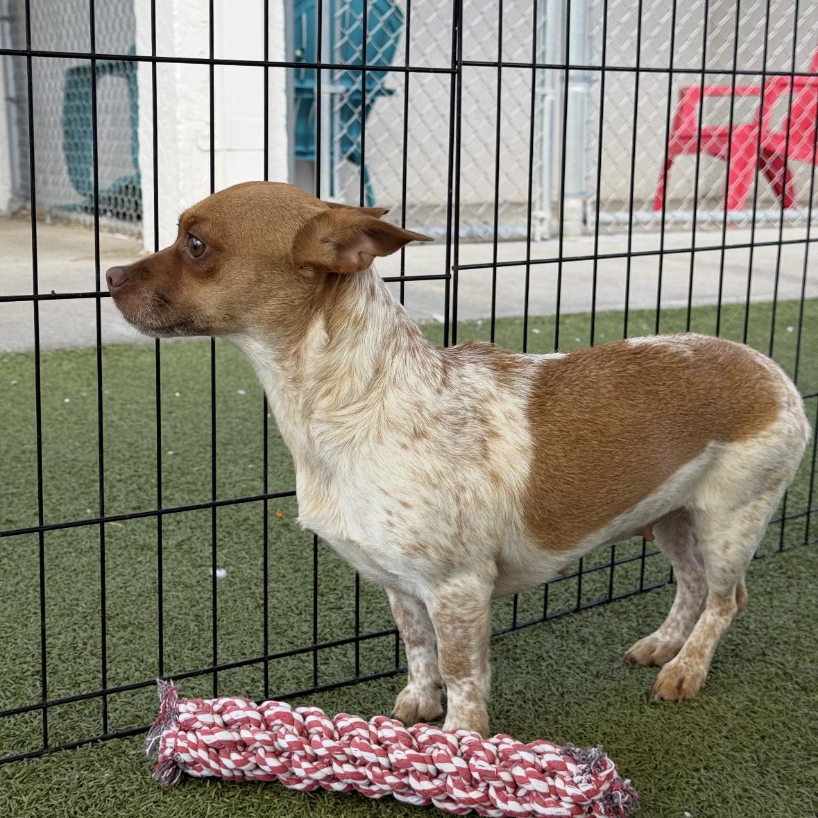 Enlarge Angel, an adoptable mixed breed in Hays, KS image 2/2