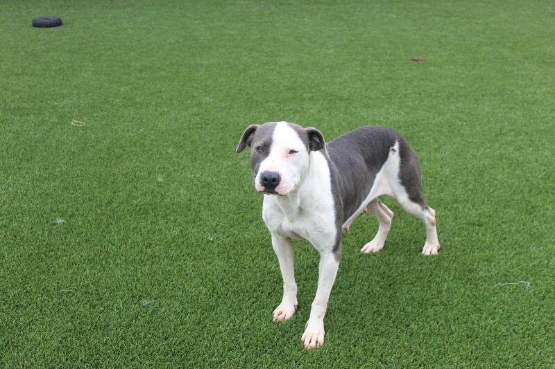 Enlarge Bellamy, a Adoptable mixed breed in Jackson, TN image 1/6