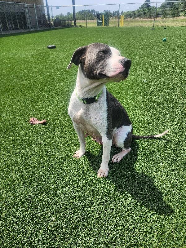 Enlarge Bellamy, a Adoptable mixed breed in Jackson, TN image 2/6