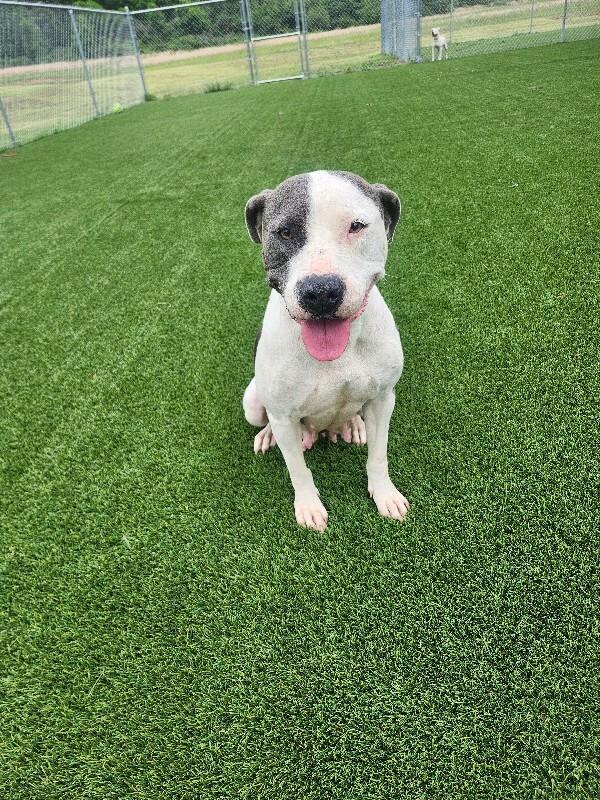 Enlarge Bellamy, a Adoptable mixed breed in Jackson, TN image 3/6