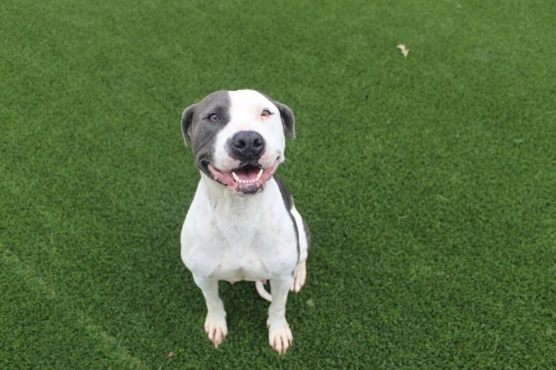 Enlarge Bellamy, a Adoptable mixed breed in Jackson, TN image 4/6