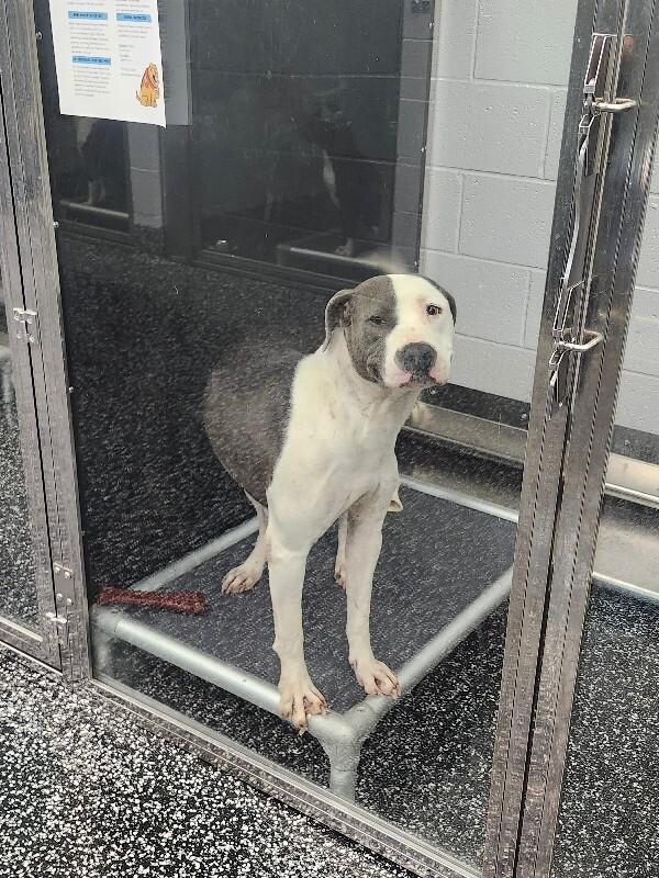 Enlarge Bellamy, a Adoptable mixed breed in Jackson, TN image 5/6