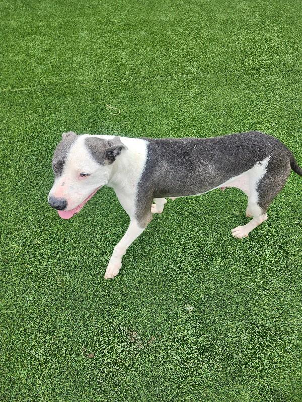 Enlarge Bellamy, a Adoptable mixed breed in Jackson, TN image 6/6