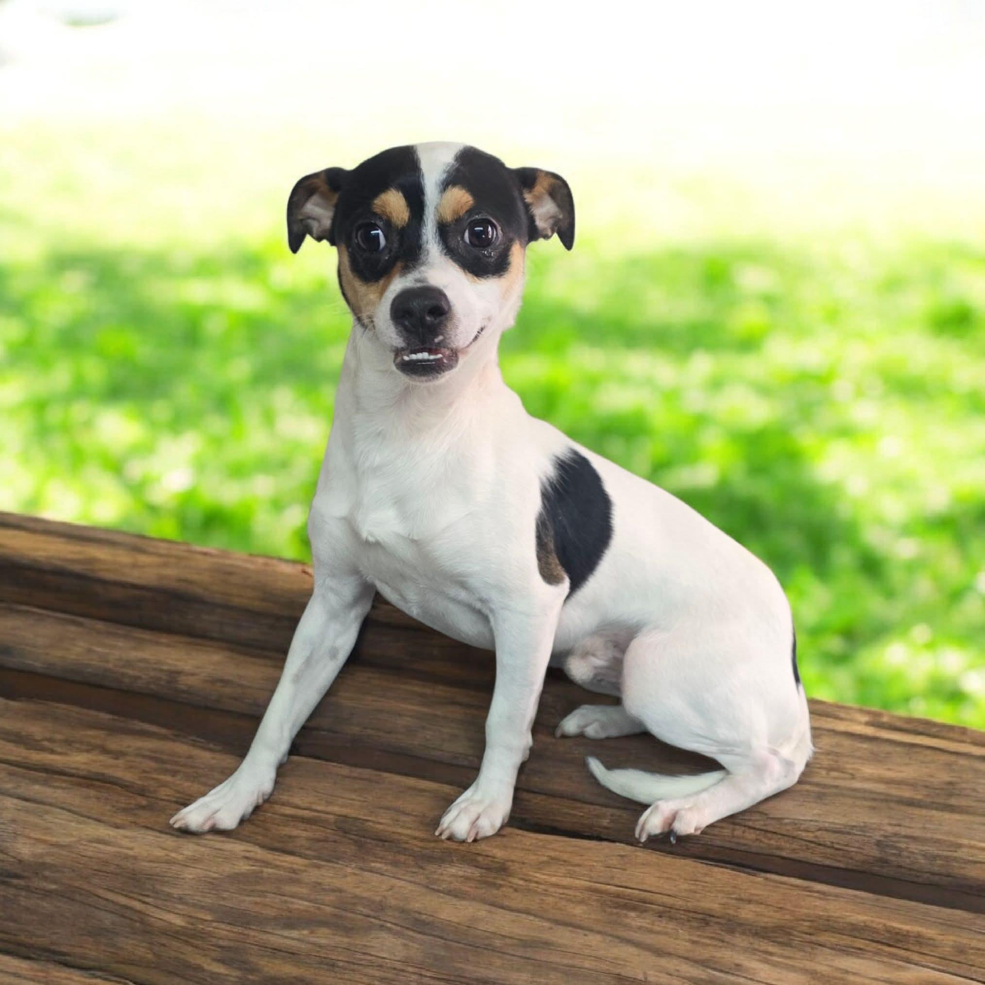 Cricket, ADOPTABLE, Adult Male Jack Russell Terrier & Chihuahua.