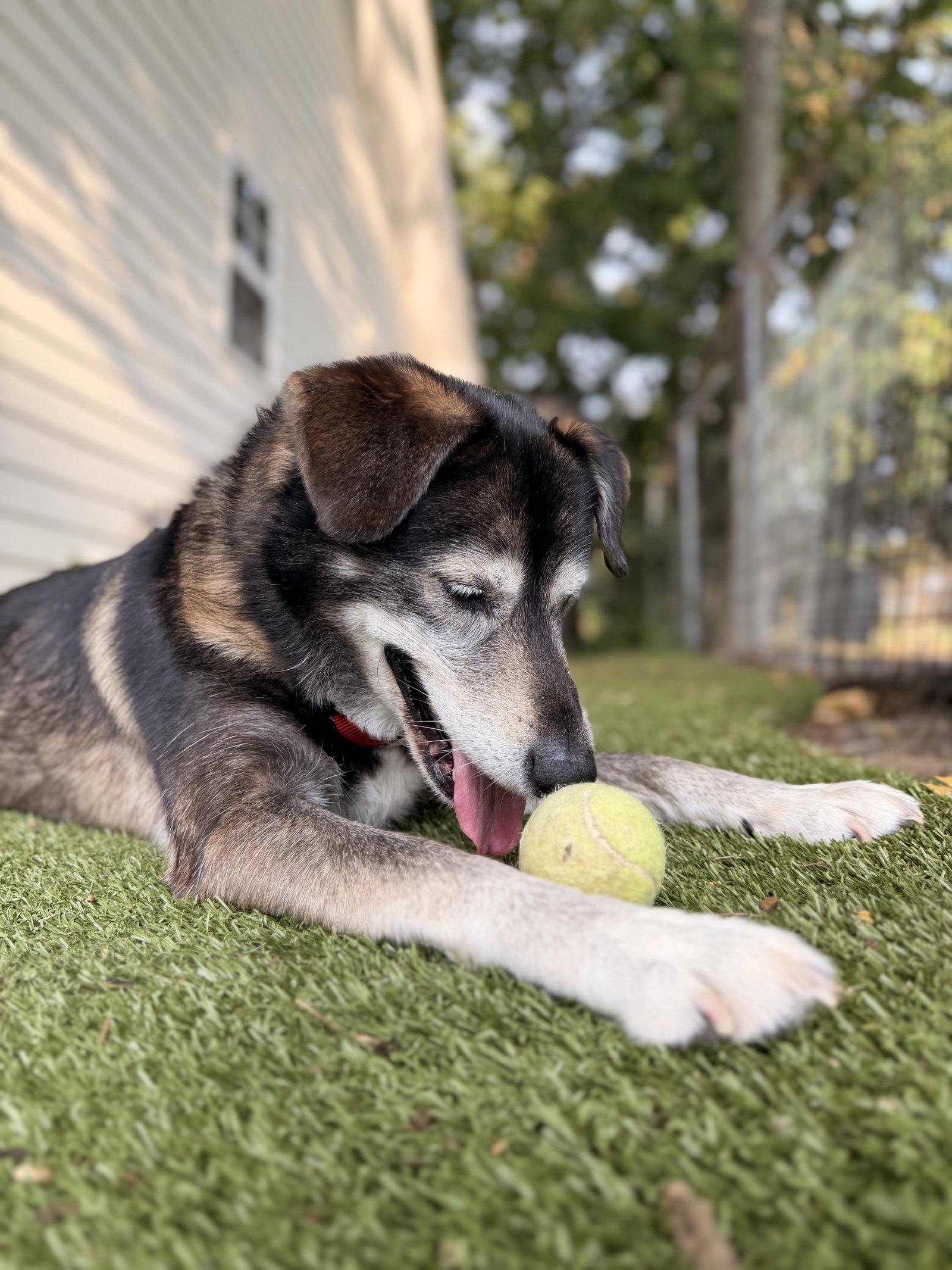 Enlarge Kanin, a Adoptable mixed breed in Nashville, TN image 1/3