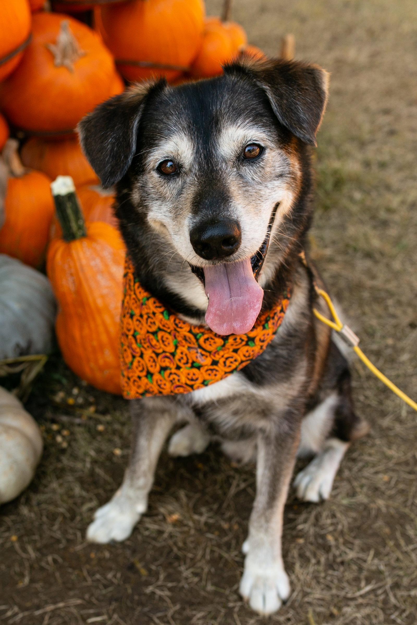 Enlarge Kanin, a Adoptable mixed breed in Nashville, TN image 2/3
