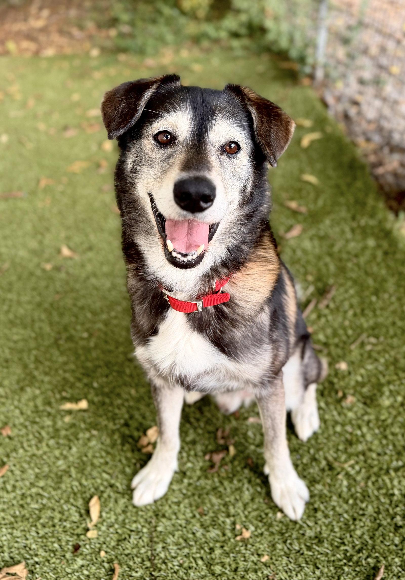 Enlarge Kanin, a Adoptable mixed breed in Nashville, TN image 3/3