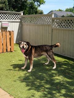 Kanin {COMING SOON}, Adoptable, Senior Male Husky & Alaskan Malamute.