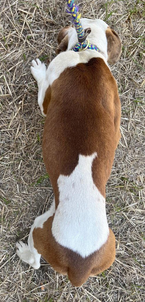 Enlarge 26-156 Dublin, a Adoptable Pit Bull Terrier in Tarboro, NC image 1/3