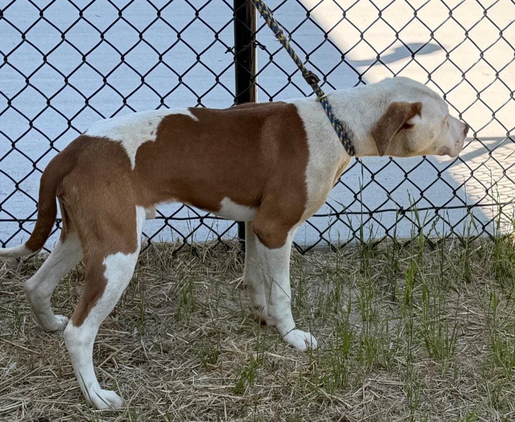 Enlarge 26-156 Dublin, a Adoptable Pit Bull Terrier in Tarboro, NC image 2/3