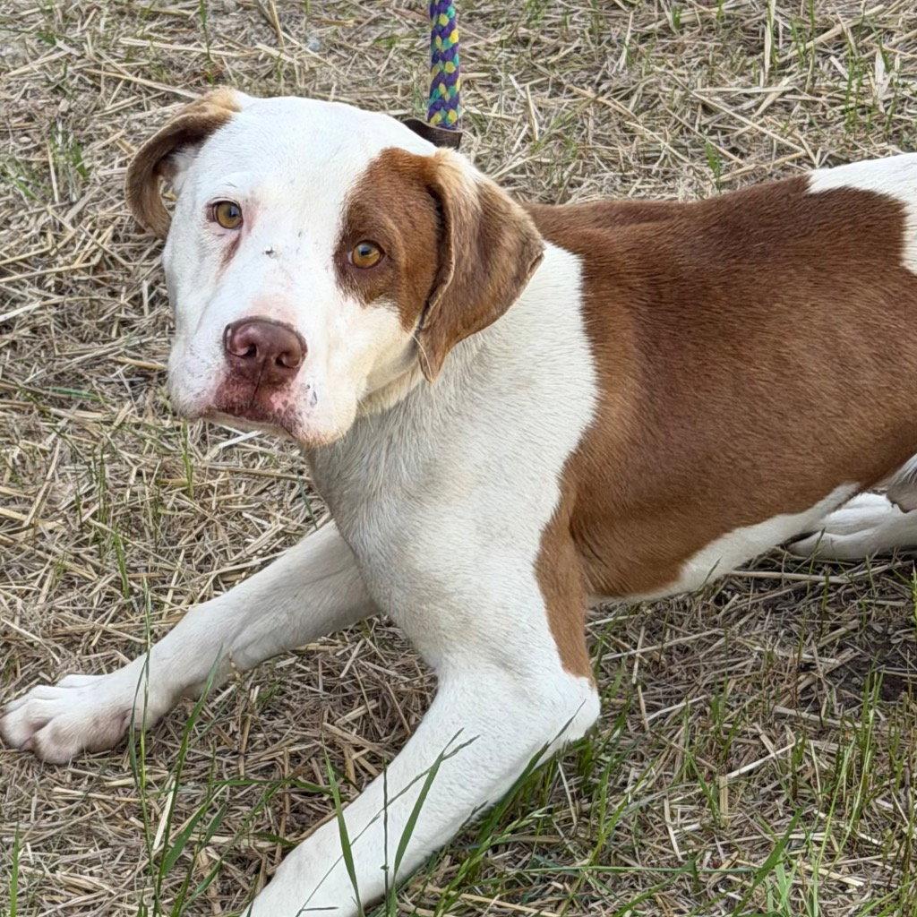 Enlarge 26-156 Dublin, a Adoptable Pit Bull Terrier in Tarboro, NC image 3/3