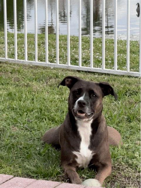 Enlarge Ella Jane *, a Adoptable mixed breed in Royal Palm Beach, FL image 1/3