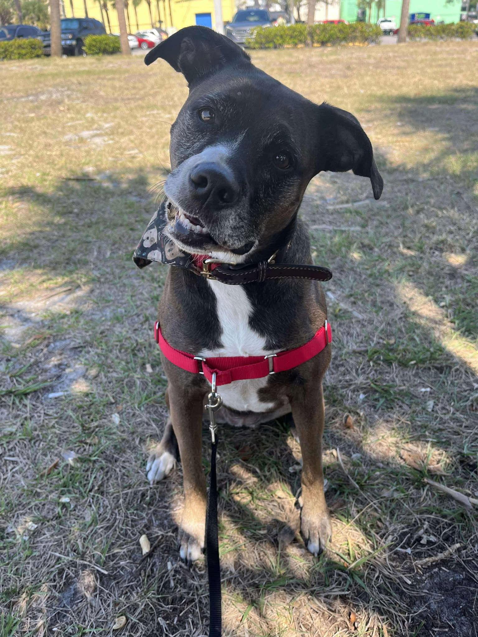 Enlarge Ella Jane *, a Adoptable mixed breed in Royal Palm Beach, FL image 2/3