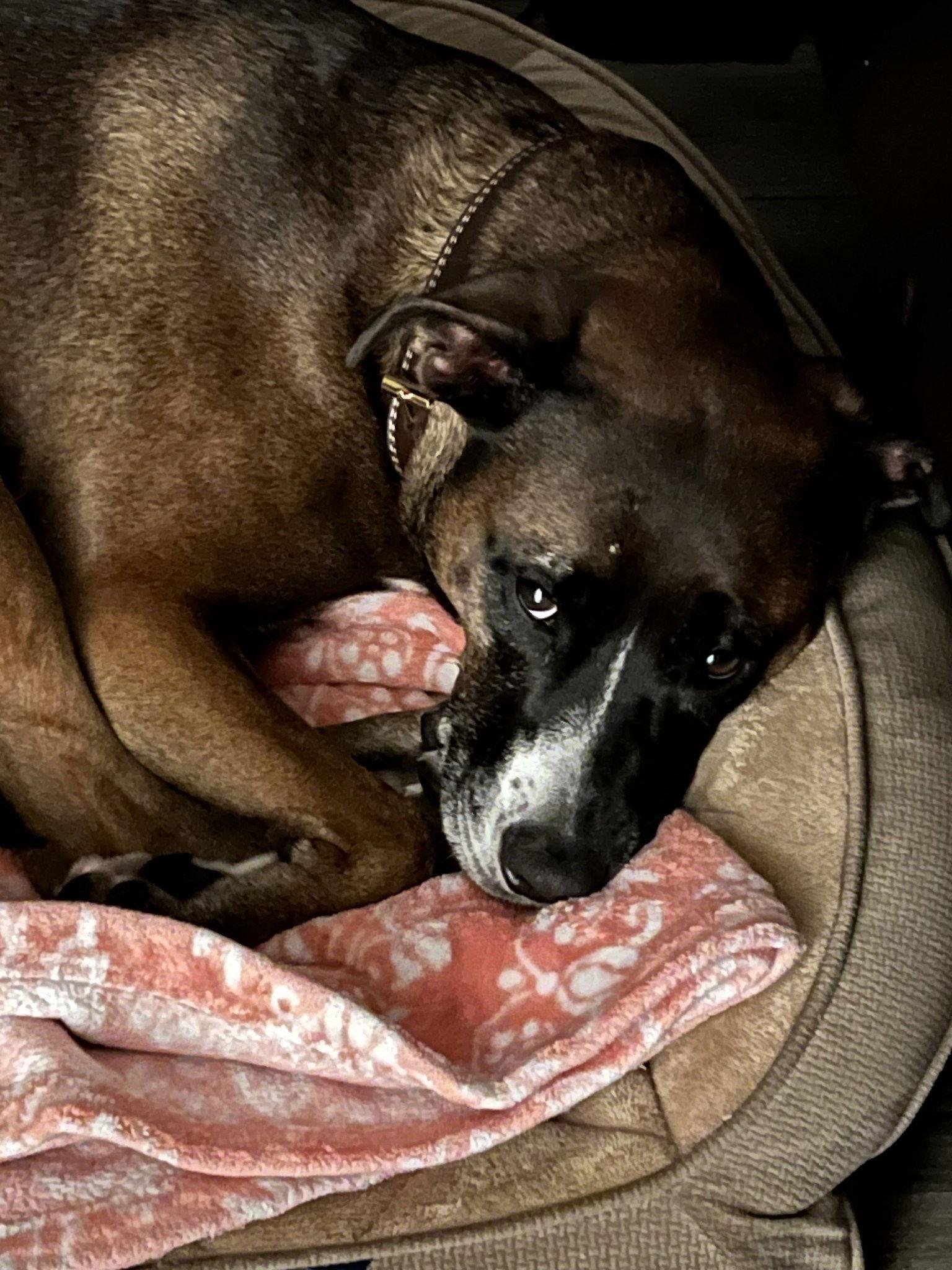 Enlarge Ella Jane *, a Adoptable mixed breed in Royal Palm Beach, FL image 3/3