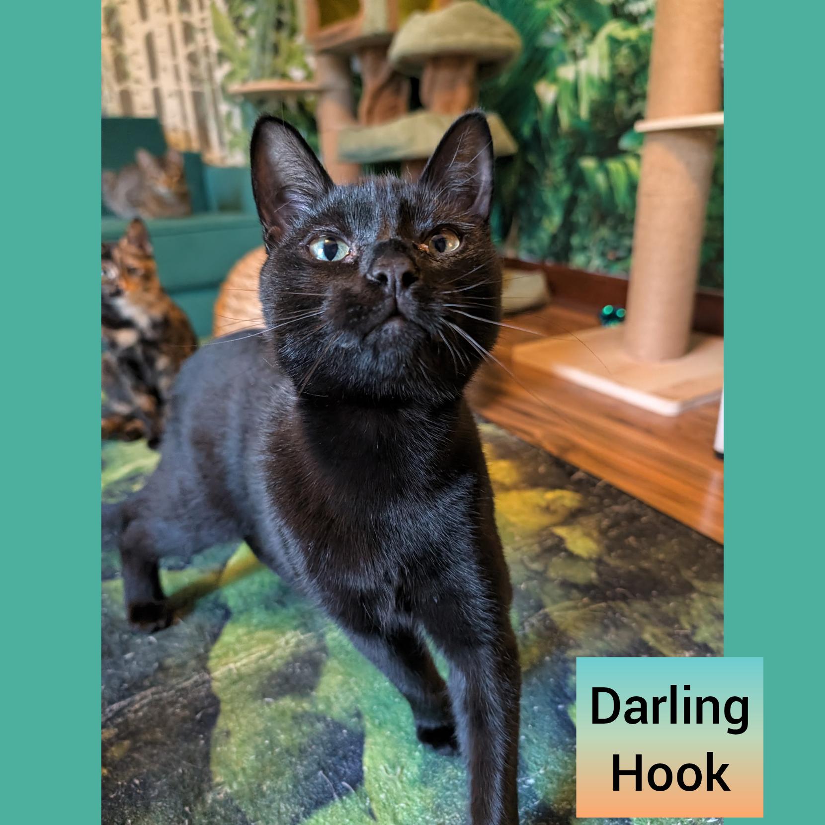 Enlarge Hook and Smee a bonded pair, a Adoptable Domestic Short Hair in Beaverton, OR image 3/5
