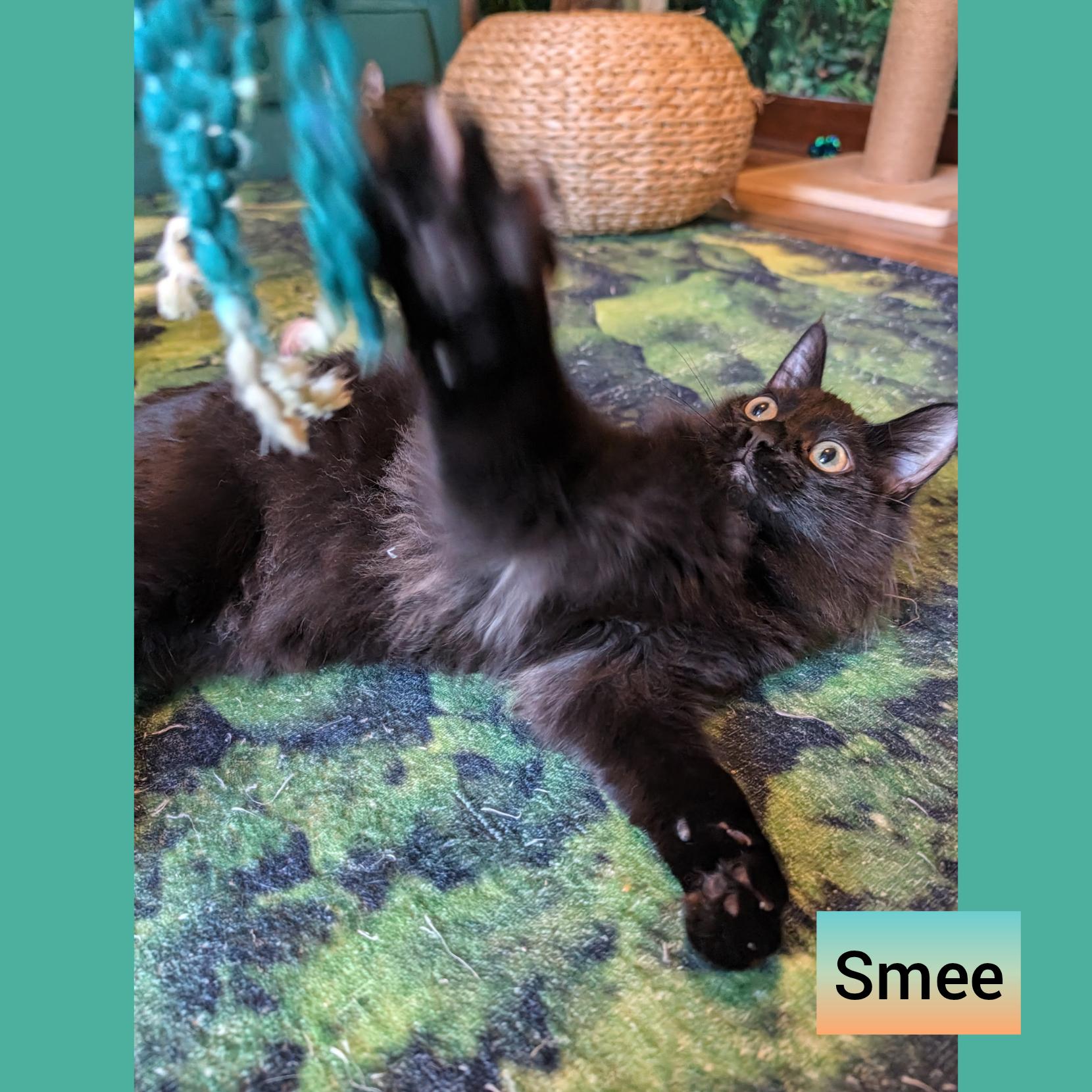 Enlarge Hook and Smee a bonded pair, a Adoptable Domestic Short Hair in Beaverton, OR image 5/5