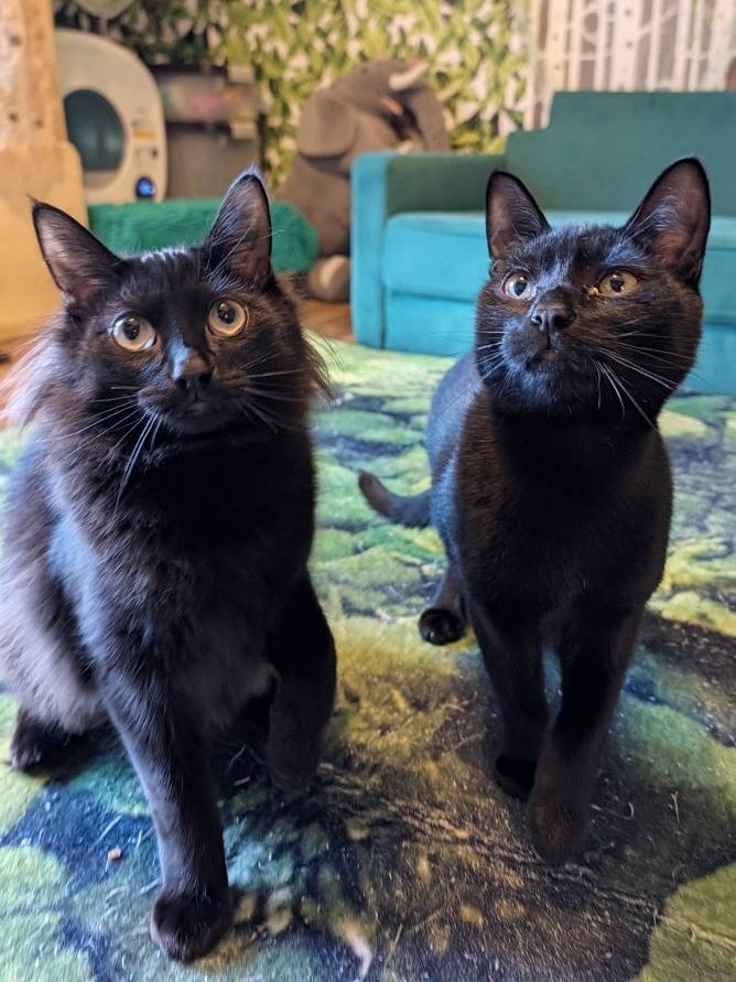 Enlarge Hook and Smee a bonded pair, a Adoptable Domestic Short Hair in Beaverton, OR image 1/5