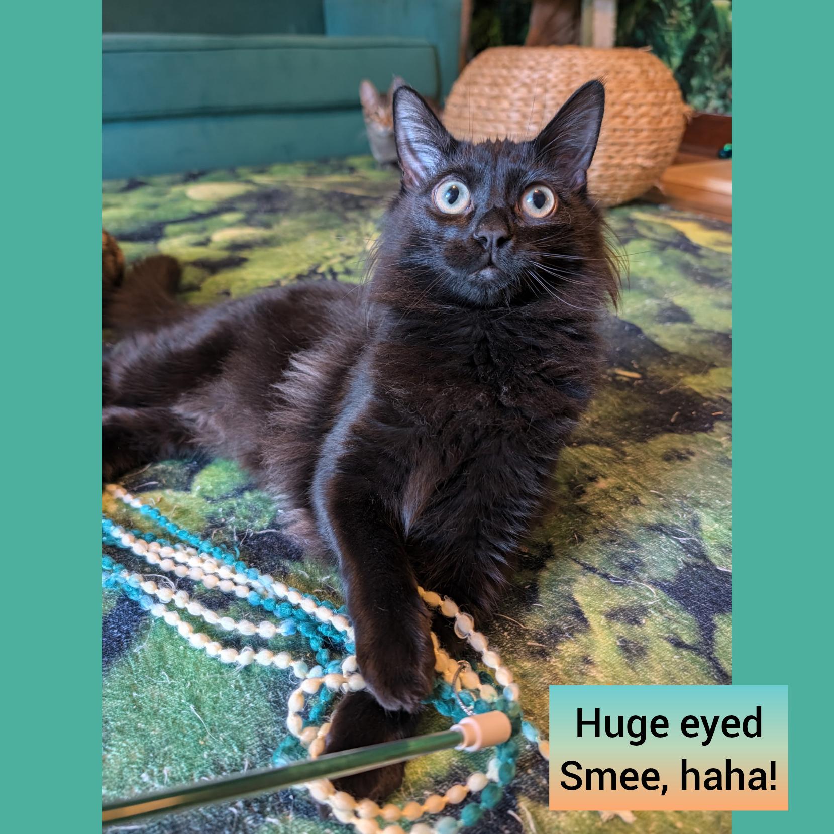 Enlarge Hook and Smee a bonded pair, a Adoptable Domestic Short Hair in Beaverton, OR image 4/5