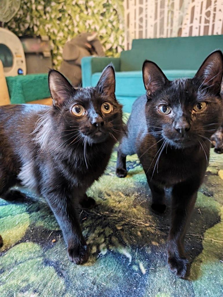 Enlarge Hook and Smee a bonded pair, a Adoptable Domestic Short Hair in Beaverton, OR image 2/5
