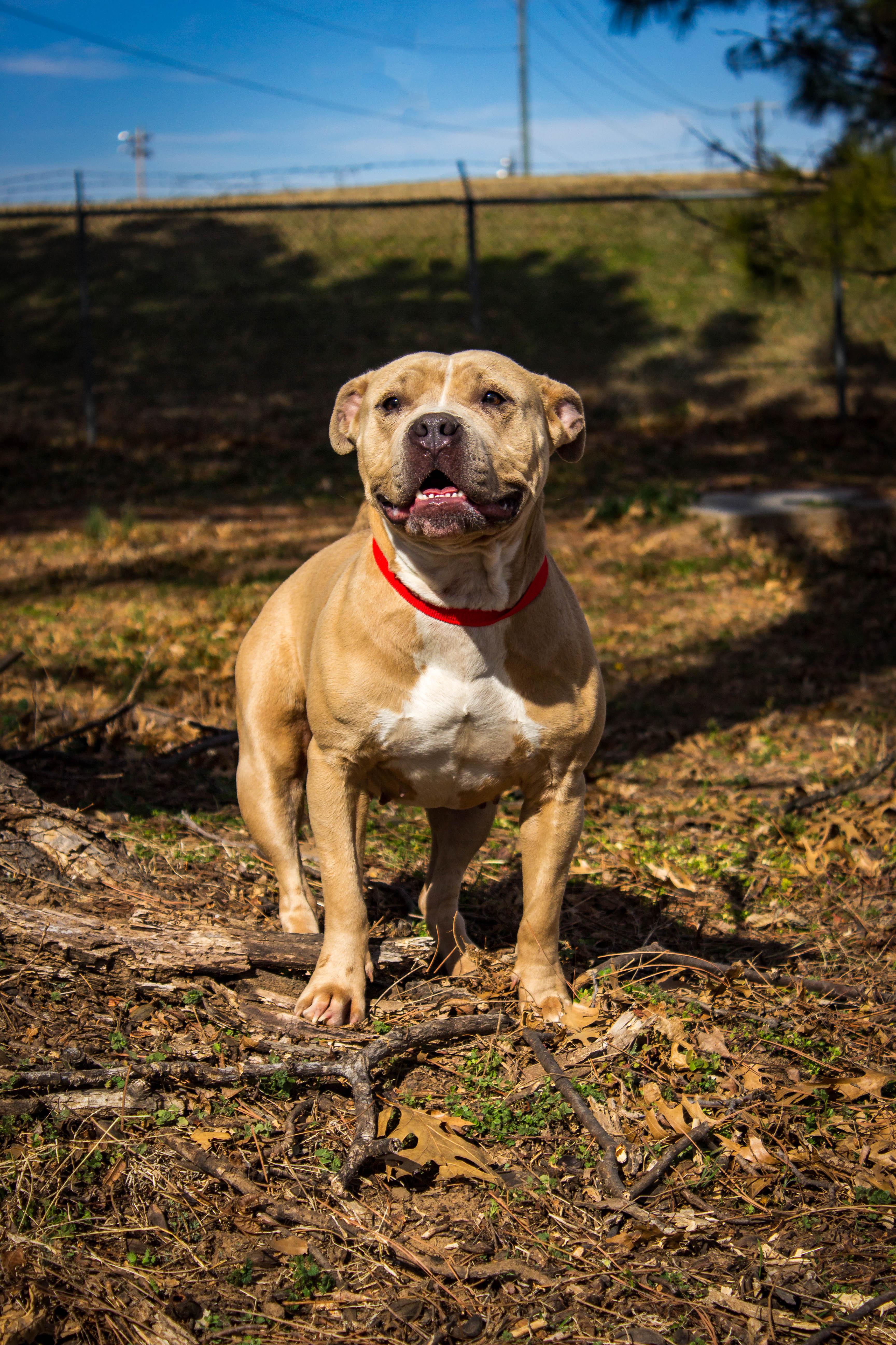Enlarge Sienna, an adoptable mixed breed in Jenks, OK image 1/2