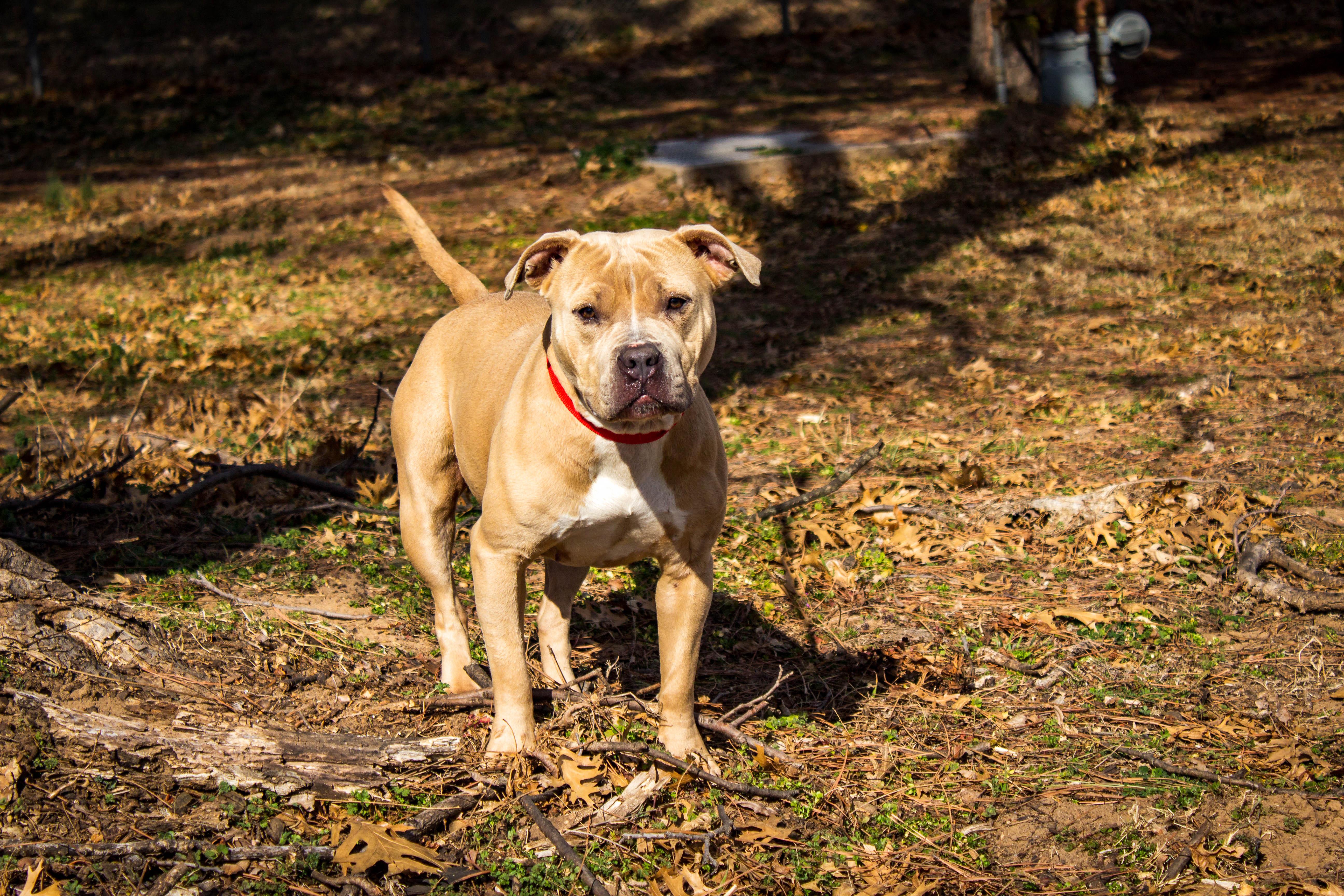 Enlarge Sienna, an adoptable mixed breed in Jenks, OK image 2/2