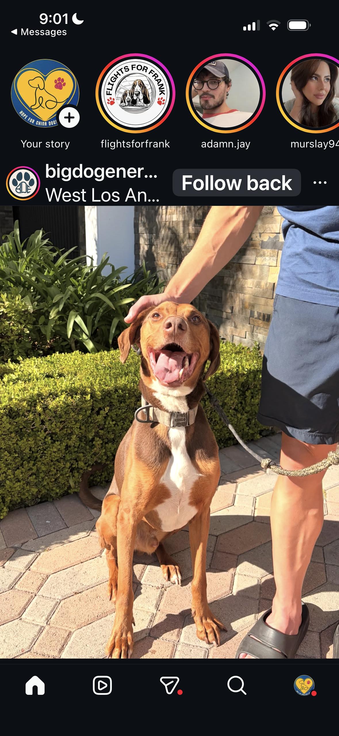 Enlarge Boomer, a ADOPTABLE mixed breed in West Hollywood, CA image 4/6