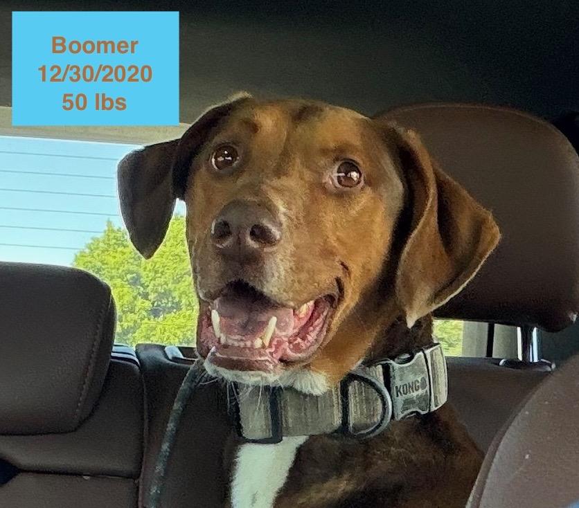 Enlarge Boomer, a ADOPTABLE mixed breed in West Hollywood, CA image 1/6