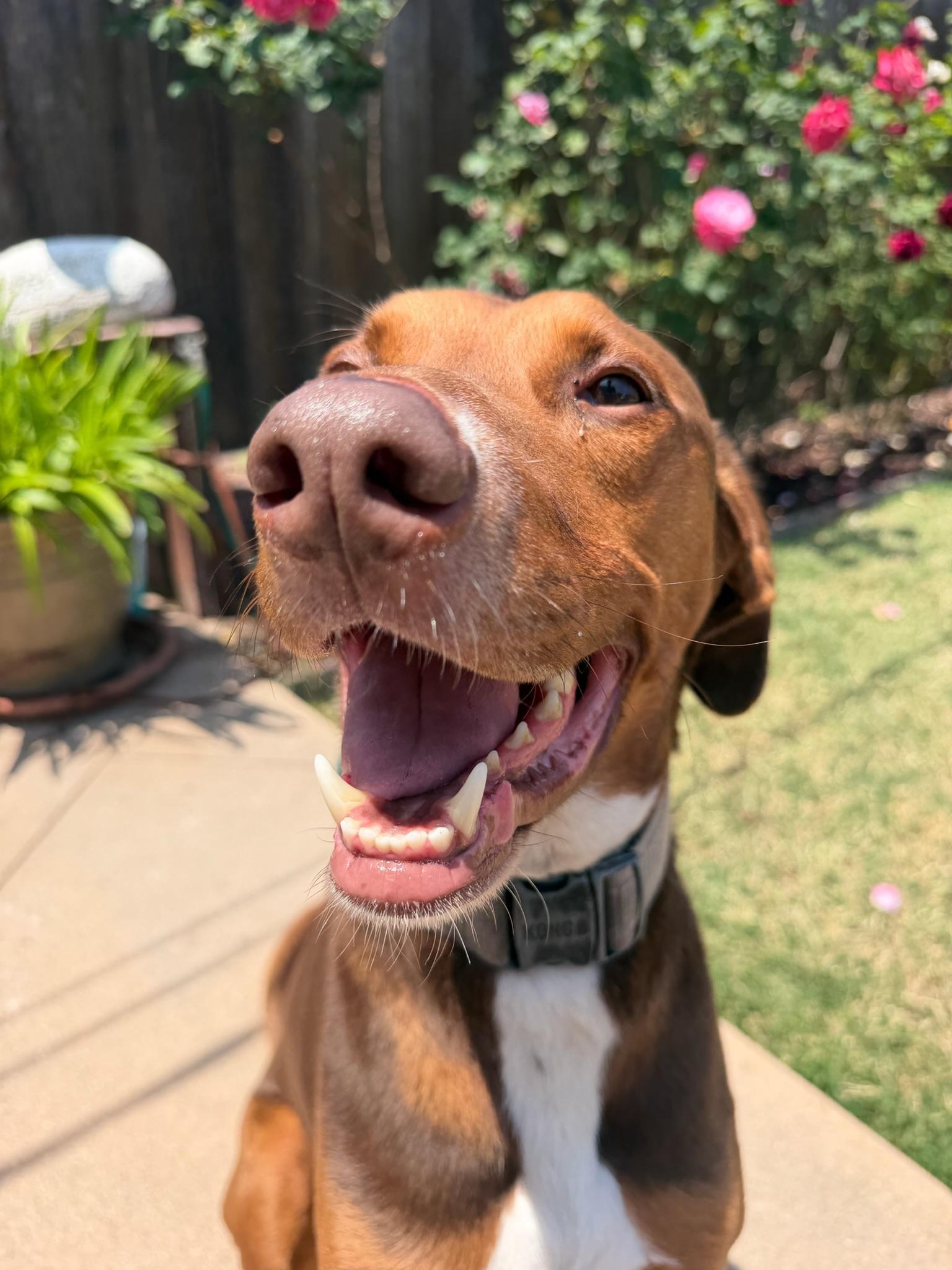 Enlarge Boomer, a ADOPTABLE mixed breed in West Hollywood, CA image 3/6