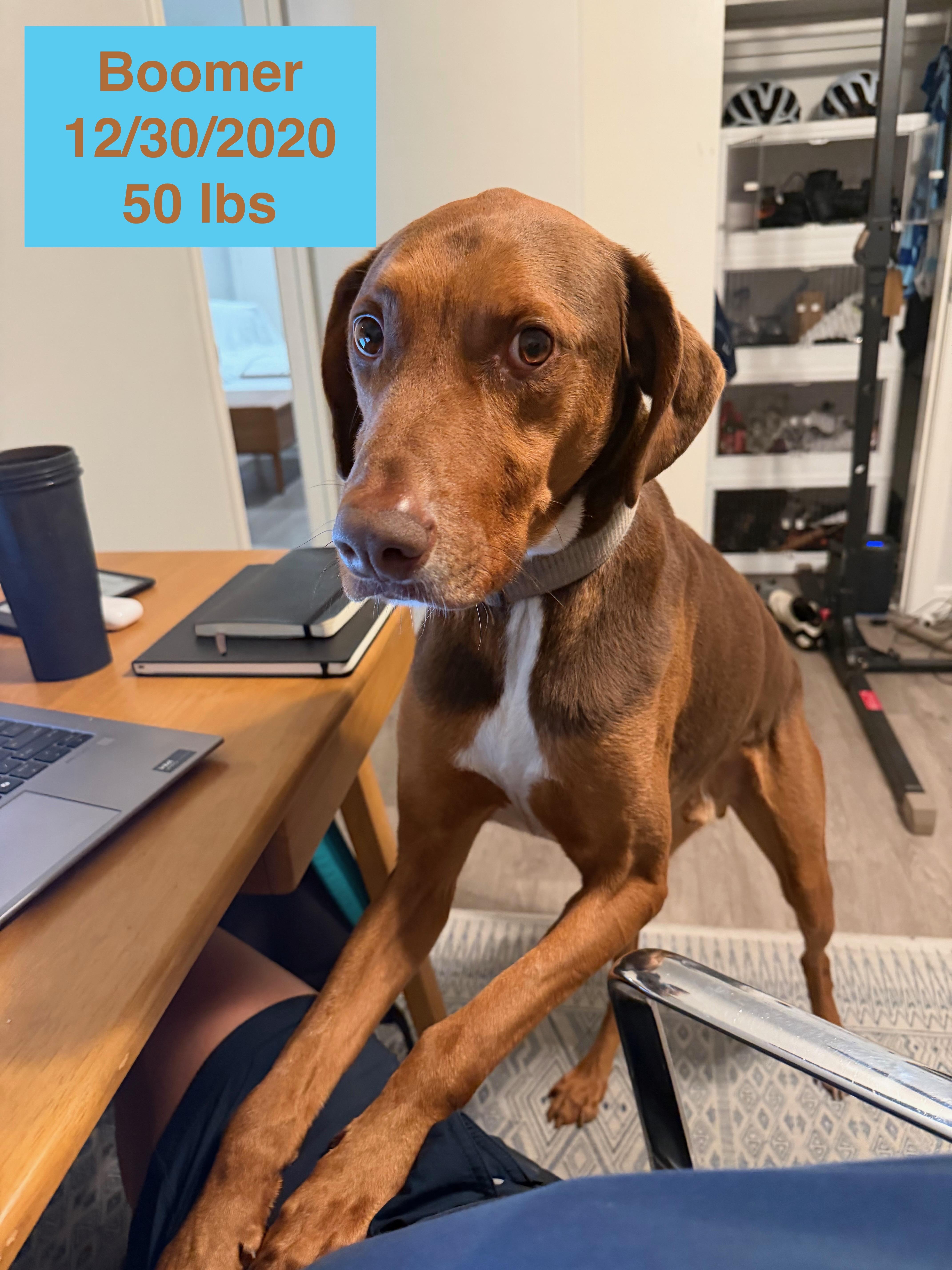 Enlarge Boomer, a ADOPTABLE mixed breed in West Hollywood, CA image 3/6