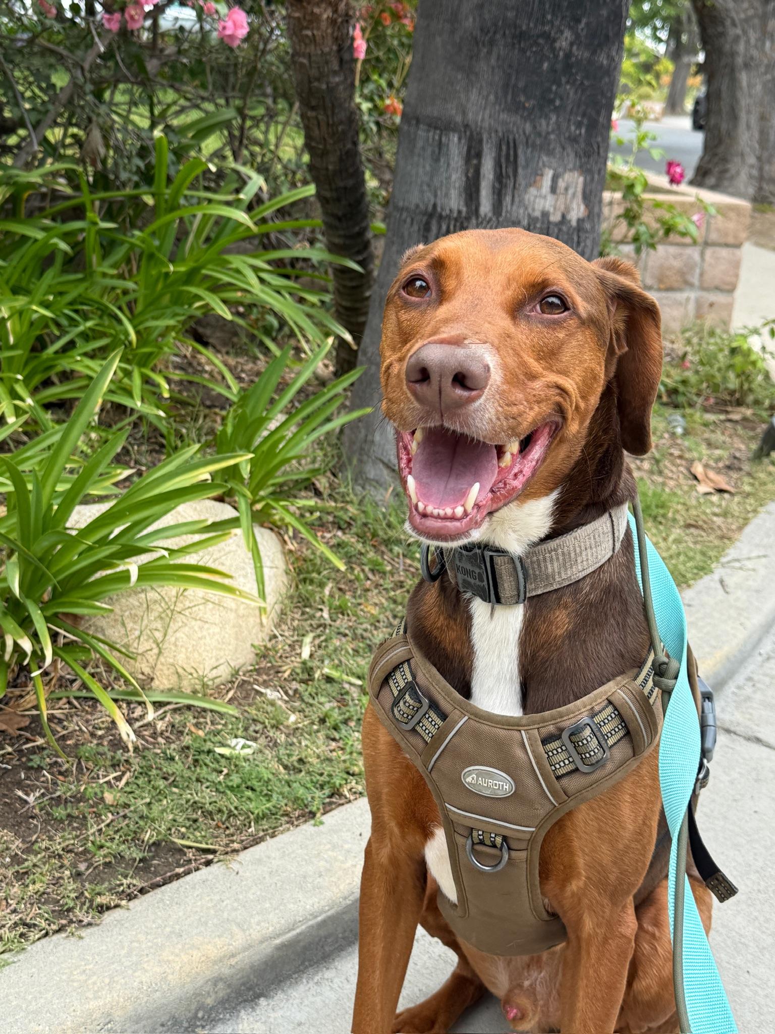 Enlarge Boomer, a ADOPTABLE mixed breed in West Hollywood, CA image 5/6
