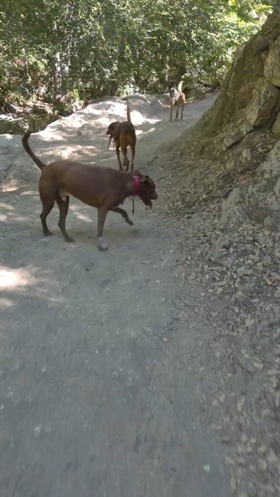 Enlarge Boomer, a ADOPTABLE mixed breed in West Hollywood, CA video 6/6