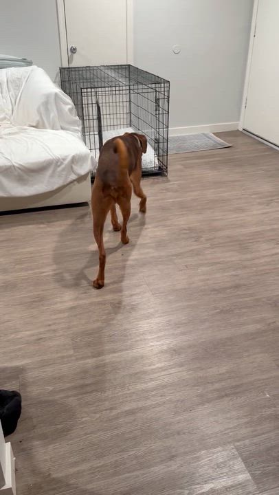 Enlarge Boomer, a ADOPTABLE mixed breed in West Hollywood, CA video 5/6