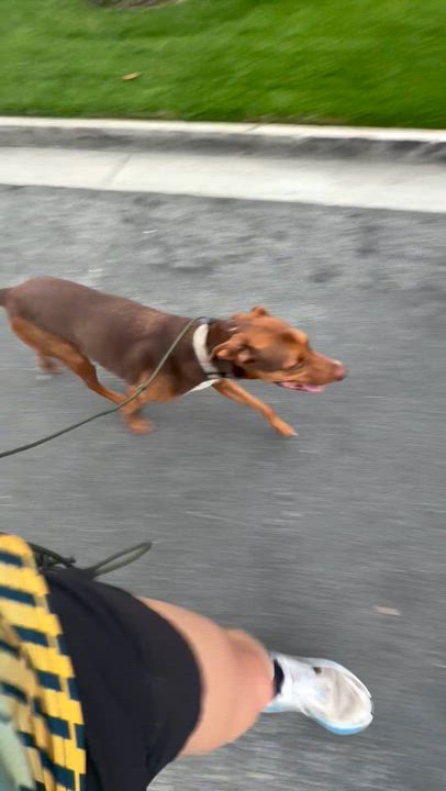Enlarge Boomer, a ADOPTABLE mixed breed in West Hollywood, CA video 2/6