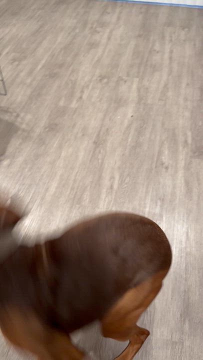 Enlarge Boomer, a ADOPTABLE mixed breed in West Hollywood, CA video 6/6