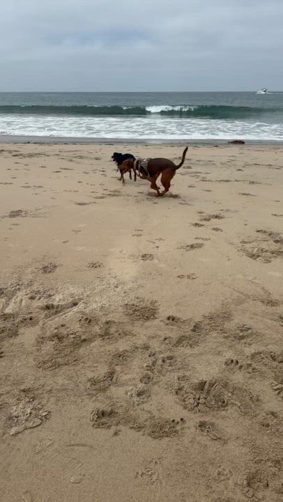 Enlarge Boomer, a ADOPTABLE mixed breed in West Hollywood, CA video 4/6