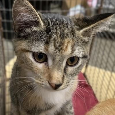 Nelly, adopted, Kitten Female Domestic Short Hair.