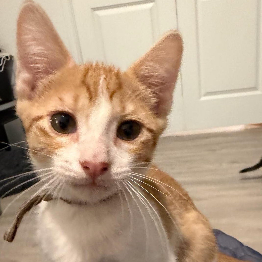 Belioz, adopted, Kitten Male Domestic Short Hair.