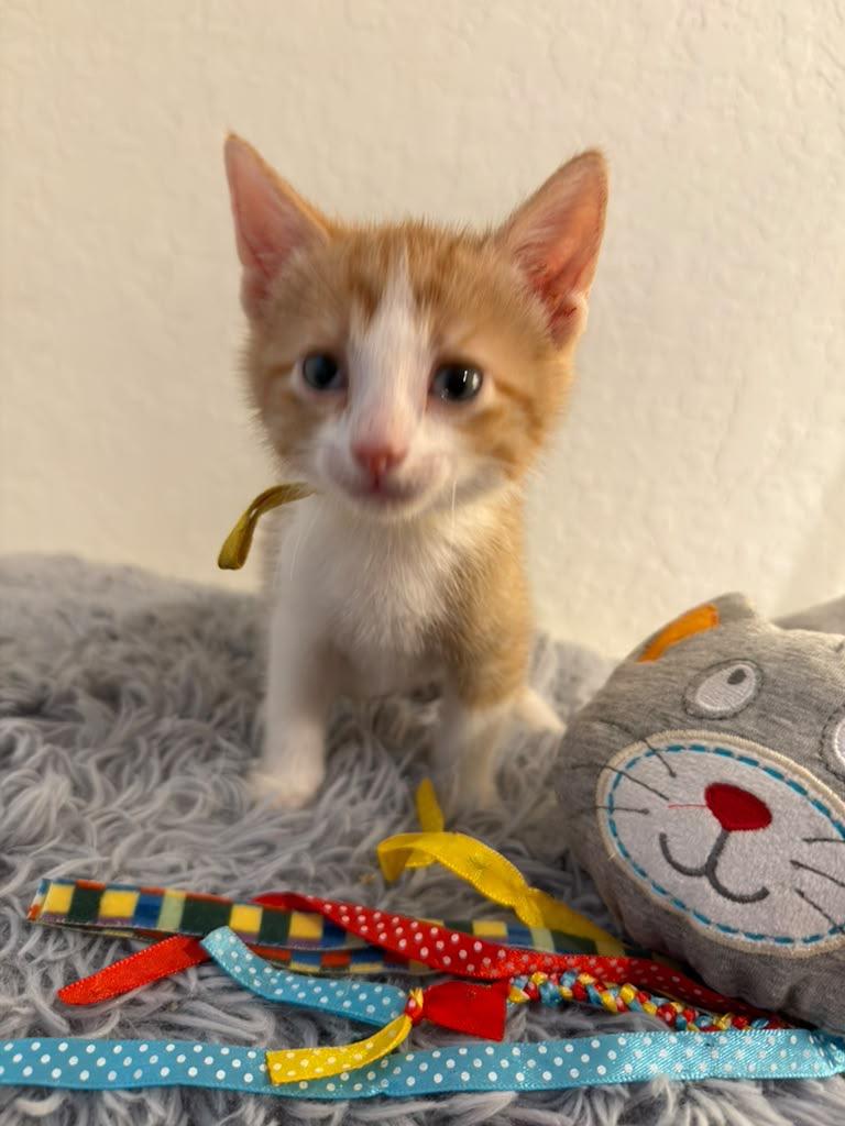 Belioz, ADOPTABLE, Kitten Male Domestic Short Hair.