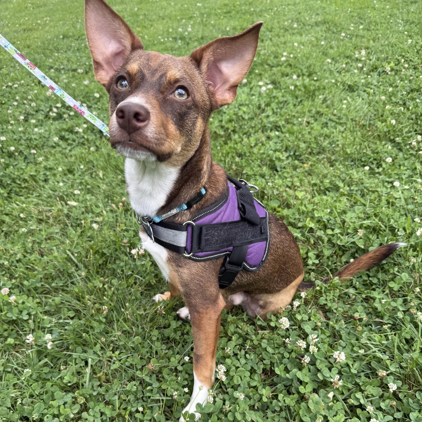 Pierce 2026, a Adoptable mixed breed in Norwood, OH image 1/3