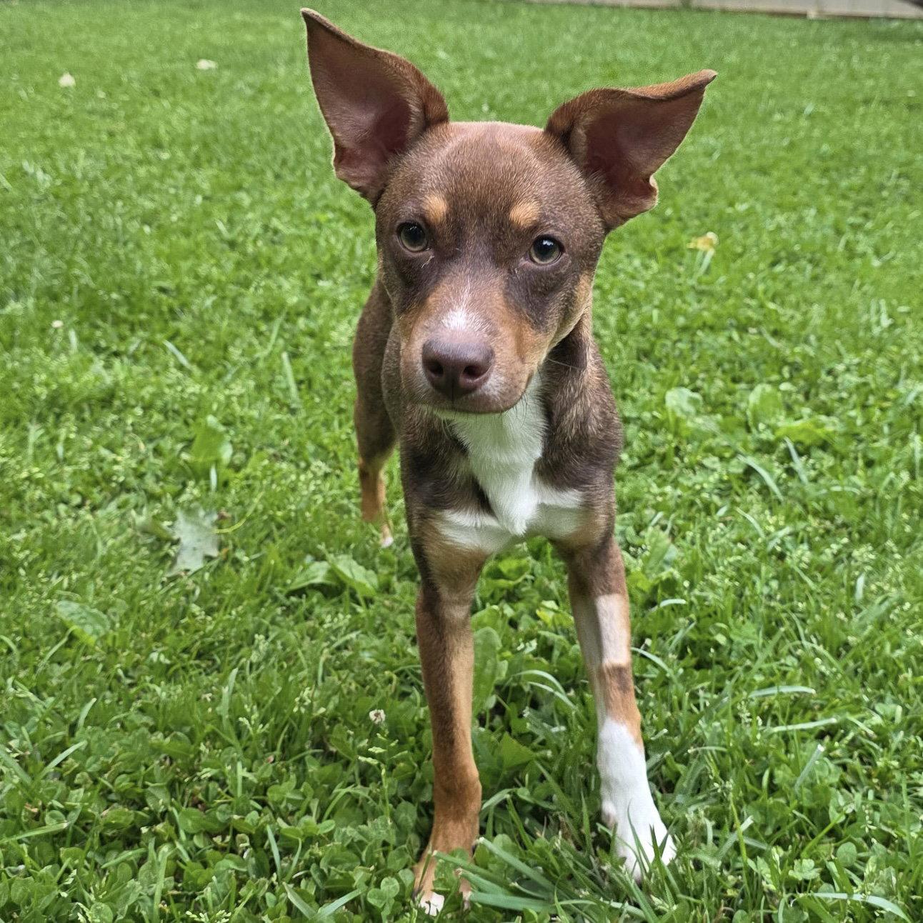 Enlarge Pierce 2026, a Adoptable mixed breed in Norwood, OH image 1/3