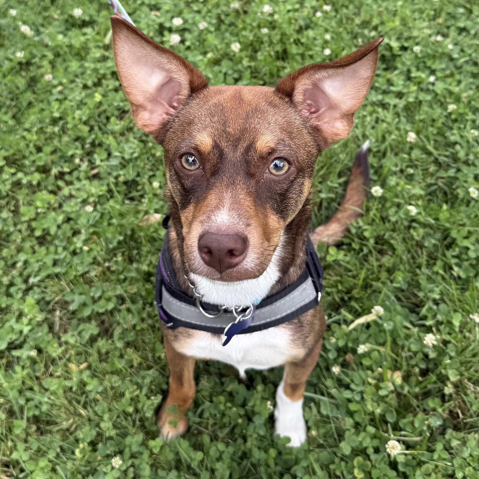 Pierce 2026, a Adoptable mixed breed in Norwood, OH image 2/3