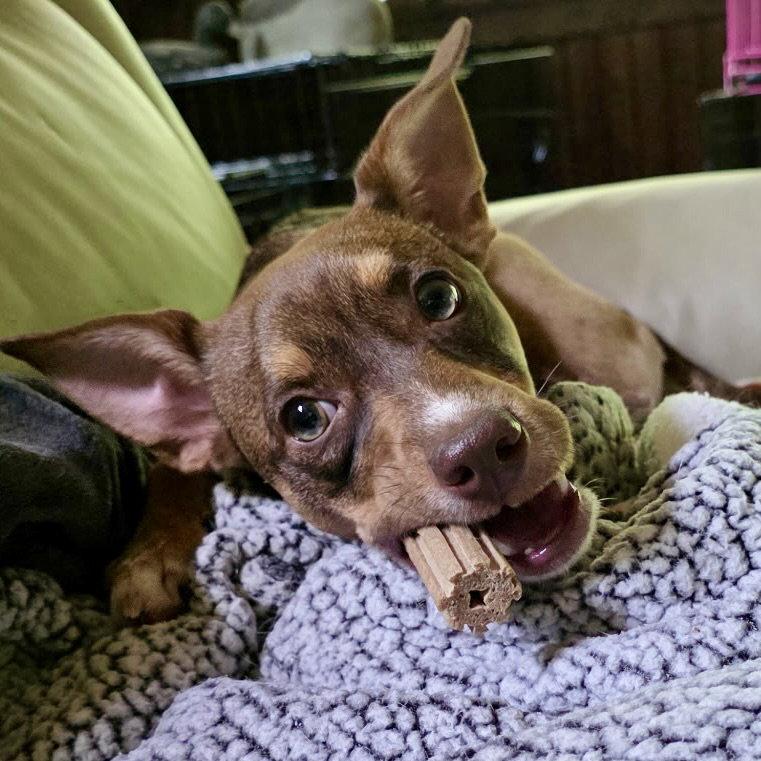 Enlarge Pierce 2026, a Adoptable mixed breed in Norwood, OH image 2/3